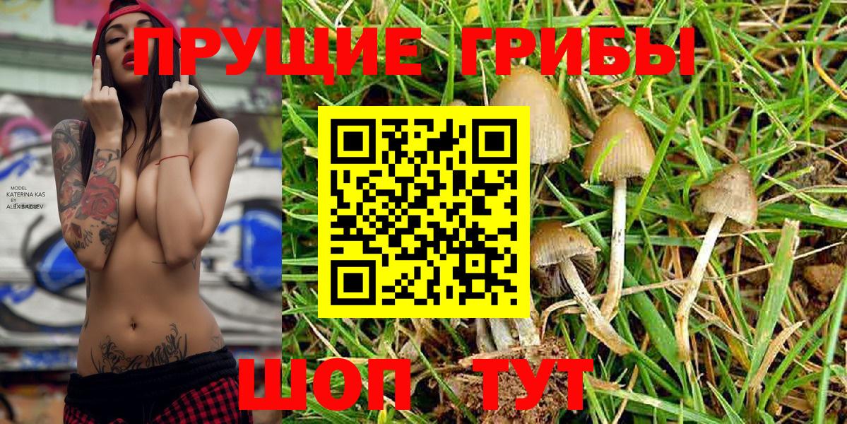 Заводоуковск  Псилоцибиновые грибы MAGIC MUSHROOMS  Вход с VPN 